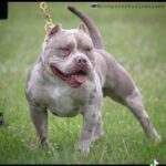 Pocket Bully Stud Lilac Merle in Southampton