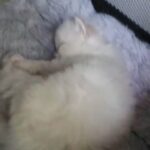 Hypoallergenic 5 Generation Siberian Neva masquerade kittens in Gloucester