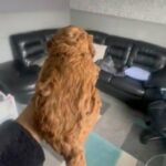 Miniature Poodle Dark Red Kc Registered in Manchester