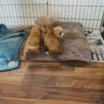 Cavapoos in Carlisle