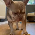 Working Isabella & Tan French Bulldog For Sale in London