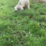 Gorgeous Cuddly Male Cavachon in Hertfordshire