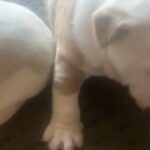 English Bulldogs Heavily Quick Sale Required in Nottingham