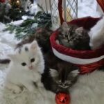 Angora X Persian kittens in London