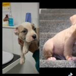 American Bully in Wolverhampton