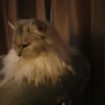 Ragdoll Cross chinchilla persian in Eastbourne