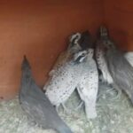 Bob white. on Californian quails in London