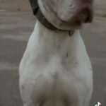 Blanco Mixed Mastiff Proven Stud in London
