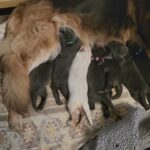 kc registered blue German shepherds in Peterborough