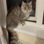Pure Breeding Maine Coon Girl in Harlow