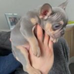 French Bulldog Male in Cheshire East