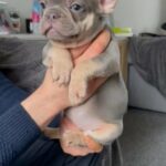 French Bulldog Female in Cheshire East