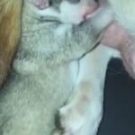 Husky Puppies in London