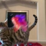 ?SOLD?HANDSOME PLAYFUL TEDDY BEAR BENGAL TICA ? in Birmingham