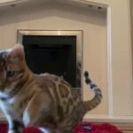 ?SOLD?TEDDY BENGAL BOY PERFECT COMPANION ? in Birmingham