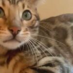 ?LOYAL SHOW QUALITY PEDIGREE BENGAL BOY? in Birmingham