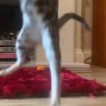 PRETTY SWEET DIOR BENGAL PLAYFUL GIRL READY in Birmingham