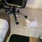 Maltese 2 Fluffy Female Puppies in Bradford