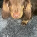 Long Haired Miniature Dachshund Kc Reg in Edinburgh