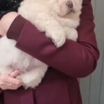 chow chows ? in Berkshire