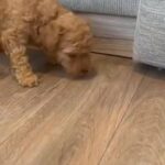 Deep Red Toy Poodle Puppies in North Yorkshire