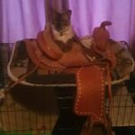 Male Bengal Cat in Eastbourne