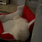 Male Maltese in Wolverhampton