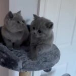 Pedigree GCCF Blue British Shorthair Kittens in Sunderland