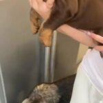 English Bulldog Female Nemisis Grandpup in Manchester