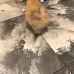 Pomeranian in Wolverhampton