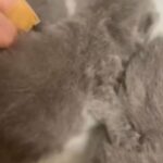 British Shorthair Kittens Ready End Of March in East Hertfordshire