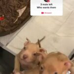 American Bully in Wolverhampton