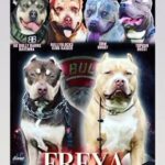 XL AMERICAN BULLY PUPPIES in Norwich