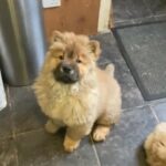Adorable Chunky Chow Chows (3) in Bradford