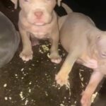 Pocket Bullys in London