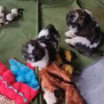 2 Shih Tzu Puppies Ready to go in Leicester