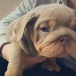 Lilac full Suit English Bulldog Female in Wirral