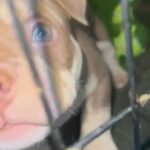 American Pocket Bully Male (Midnight x Rambo) in Cheshire East