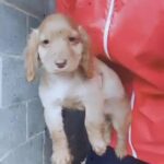 Cocker Spaniel Working Type in London