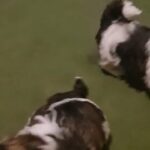 Pure Breed Shih Tzu Puppies in Leicester