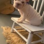 Big Rope French Bulldog in London