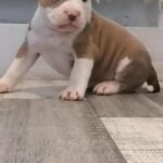 ABKC American Pocket Bully’s in County Durham