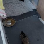 Lhasa Apso in Wakefield