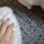 Amazing BSH chinchilla silver- last girl in Huntingdonshire