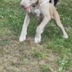 Lilac XL Bully in Oxford