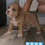 Abkc pocket bully top ped in County Durham