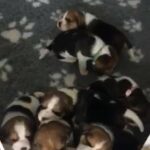 KC Registered Beagles in Bolton