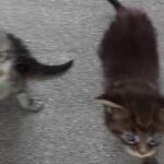 RUSSIAN LINE MAINECOON KITTENS in Manchester
