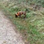 Female Xl Bully in Newark and Sherwood