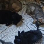 stunning German Shepherd puppies READY NOW! in County Durham